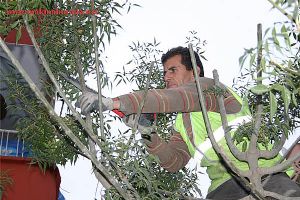 sonbahar geldi ağaç budama zamanı geldiii